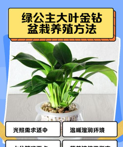 大金叶钻怎么繁殖