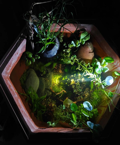 家庭养花用生根粉