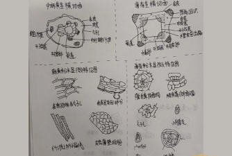 穿心莲叶怎么横切