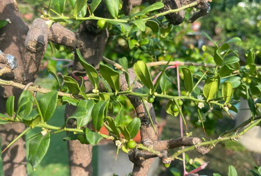 家庭养花用生根粉