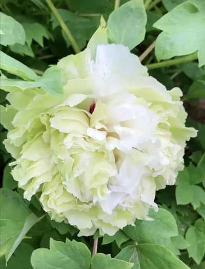 豆绿牡丹什么时候开花