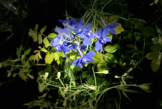 为什么叫翠雀花