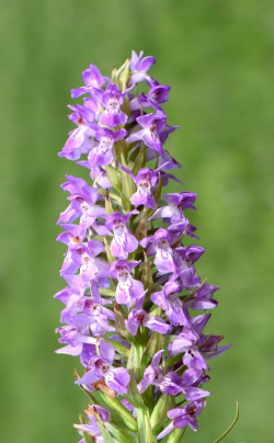 宽叶红门兰是什么