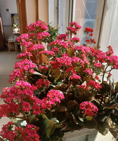 家庭养花用生根粉