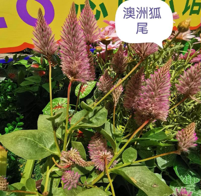 澳洲狐尾属于什么植物