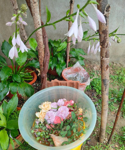 家庭养花用生根粉