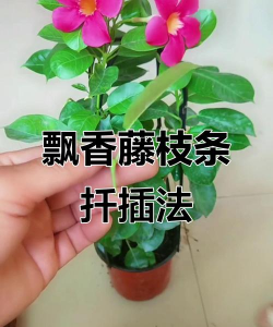 飘香藤怎么繁殖