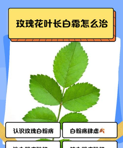花叶长白霜怎么处理