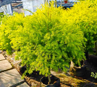 串钱柳怎么繁殖