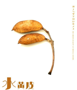 水黄皮种子怎么种