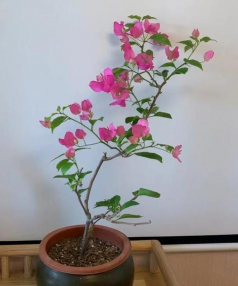 怎么去掉花的颜色