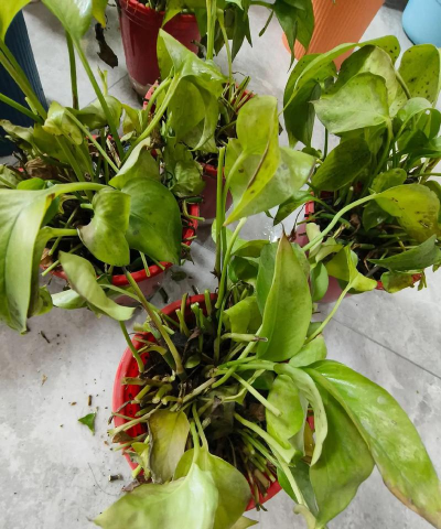 家庭养花用生根粉