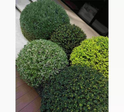 黄杨球和什么植物搭配