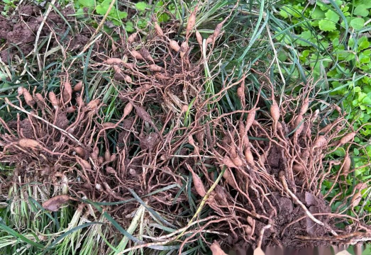 家庭养花用生根粉