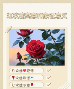 花放红寓意是什么