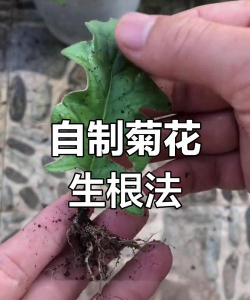 家庭养花用生根粉