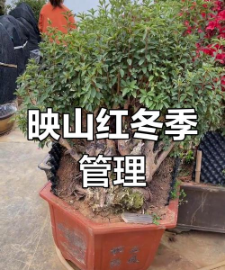 映山红树冬天怎么防冻