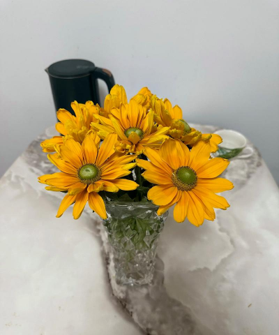 盆栽金光菊怎么种