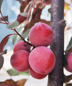 什么水果红的长在树上