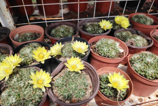 仙人米为什么不开花