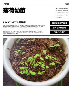 薄荷的小苗怎么管理