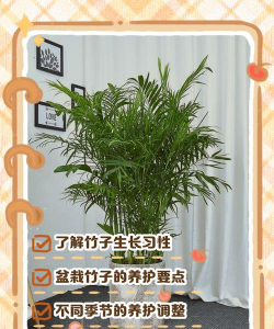 竹子放到土里怎么养