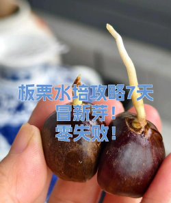 板栗如何做种子盆栽