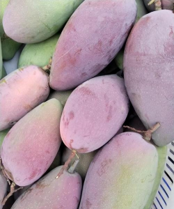 绿化芒果肉是什么颜色