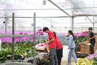 家庭养花用生根粉