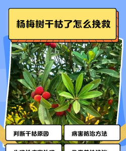 杨梅怎么防止变烂