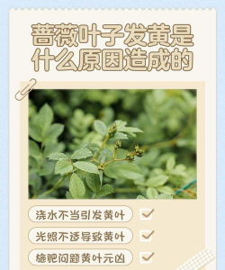 蔷薇黄叶怎么了