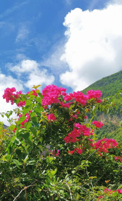 大山里适合种什么花