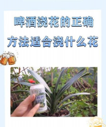 酒精养花比例 酒精养花比例