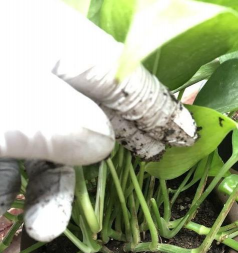 家庭养花用生根粉