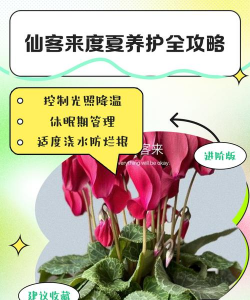 仙客来如何度夏