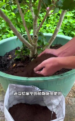 家庭养花用生根粉