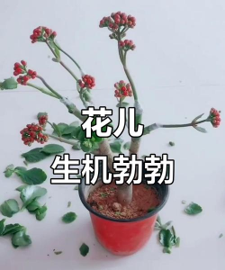 家庭养花用生根粉