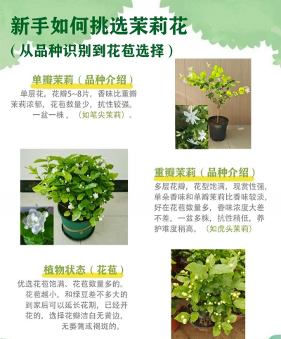 如何买茉莉