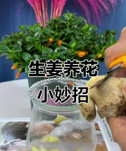 家庭养花用生根粉