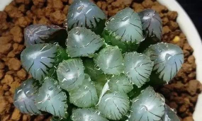 圆头玉露怎么栽