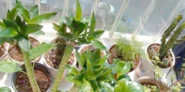 家庭养花用生根粉