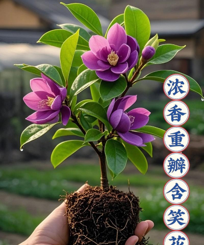 紫花含笑和什么能嫁接