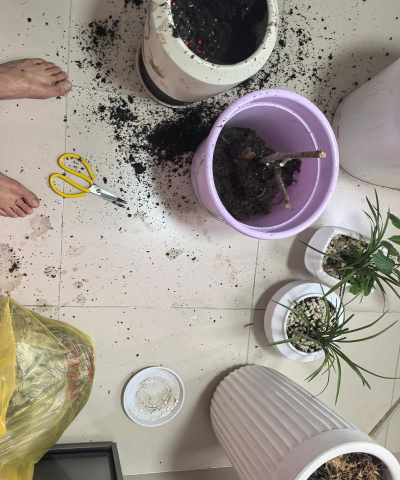 家庭养花用生根粉