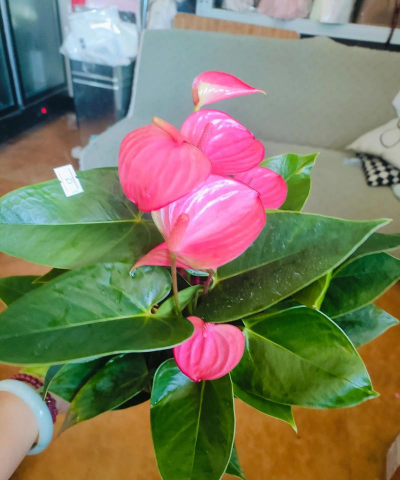 家庭养花用生根粉