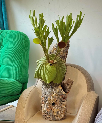 鹿角蕨和什么植物搭