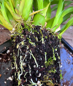 家庭养花用生根粉