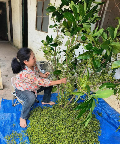 家庭养花用生根粉