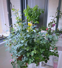 家庭养花用生根粉