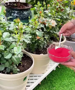 家庭养花用生根粉