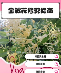 如何修剪金银花